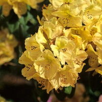 Foto Rh. Belkanto ®