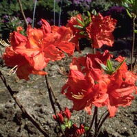 Foto Rh. l. Feuerwerk