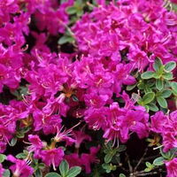 Foto Rh. obt. Diamant Purpur