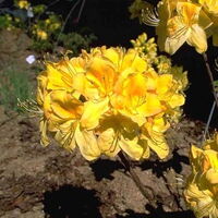 Foto Rh. l. Golden Sunset