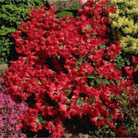 Foto Rh. Scarlet Wonder